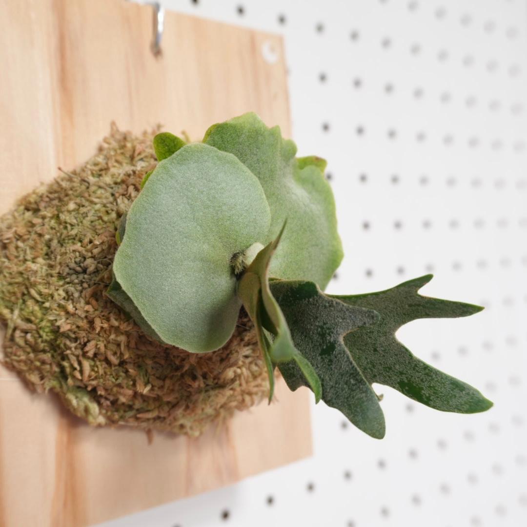 ビカクシダ OMG ウィリンキードワーフ 板付　O-1