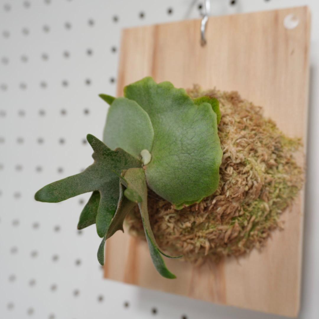 ビカクシダ OMG ウィリンキードワーフ 板付　O-1