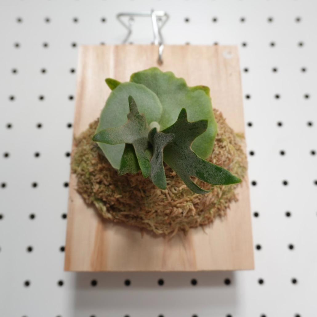 ビカクシダ OMG ウィリンキードワーフ 板付　O-1