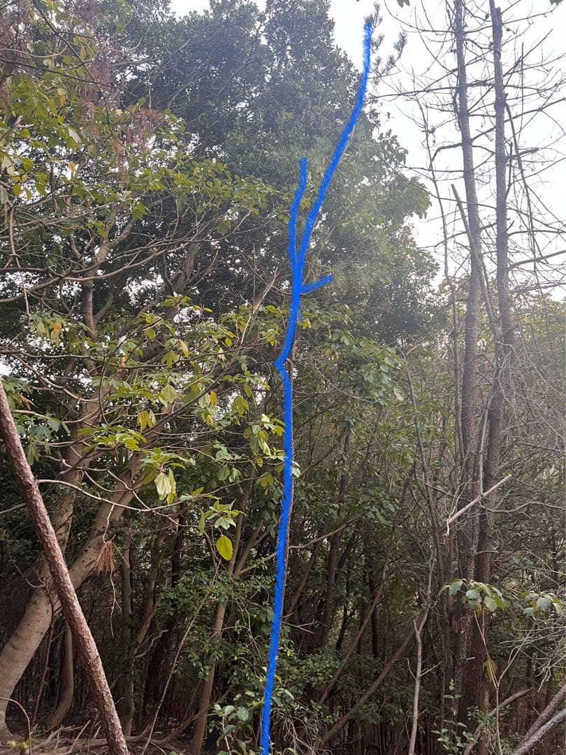 現品　赤松　アカマツ　超特大苗　4mほど　山採り