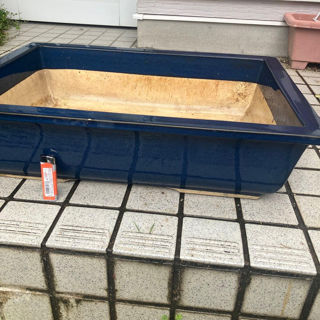 大型　盆栽鉢　21号　希少　黒松　五葉松　真柏