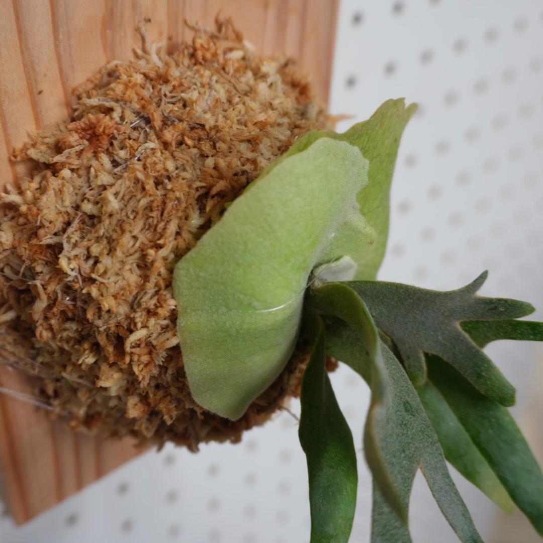 ビカクシダ willinckii nano ウィリンキー ドワーフ 板付