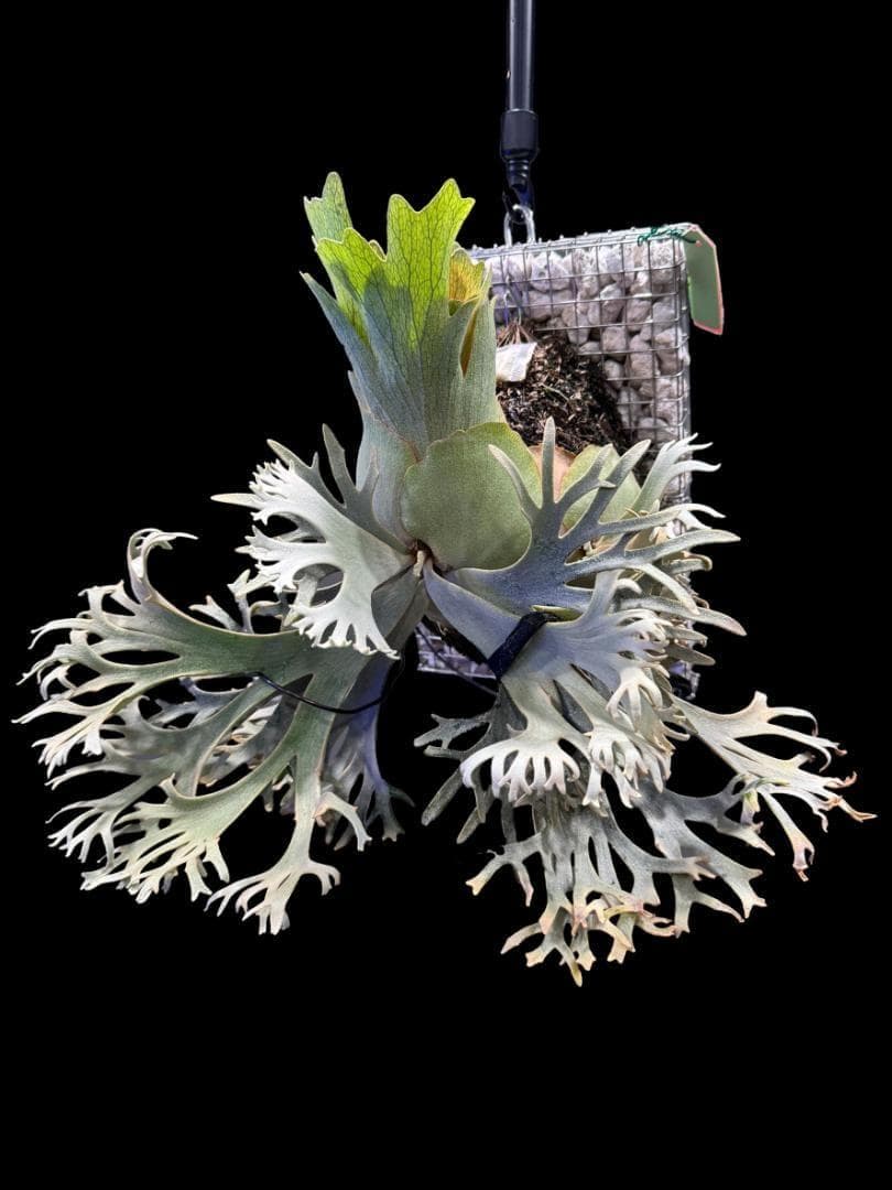 ビカクシダ willinckii nano ウィリンキー ドワーフ 板付