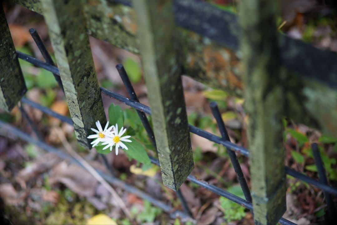 【分解清掃済】Canon 135mm f3.5 L39マウント 付属品多数