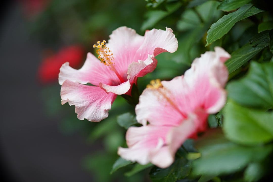 【分解清掃済】Canon 135mm f3.5 L39マウント 付属品多数