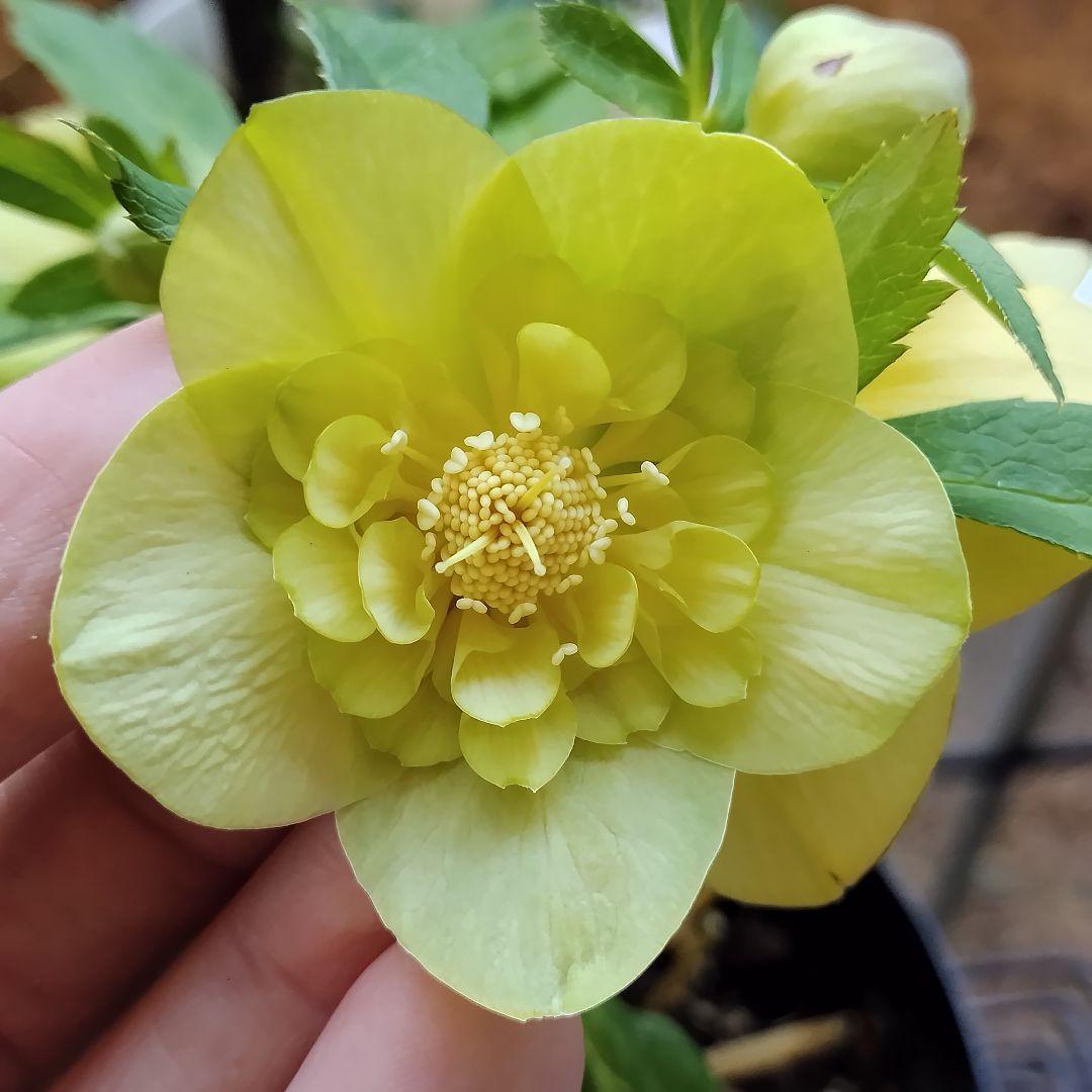 クリスマスローズ開花株　sdグリーンゴールド大和園　sd多弁アンティーク他交配済