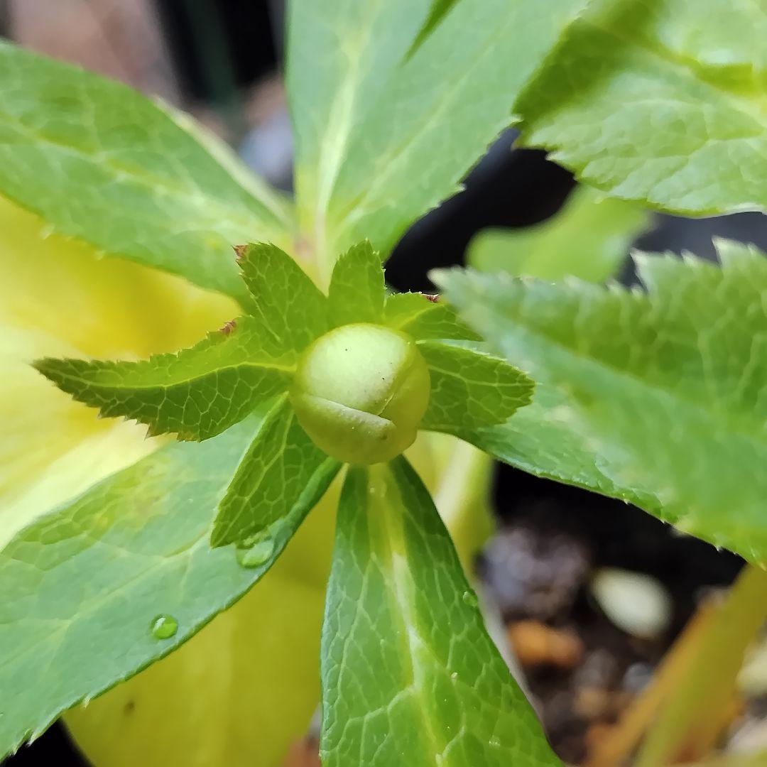 クリスマスローズ開花株　sdグリーンゴールド大和園　sd多弁アンティーク他交配済