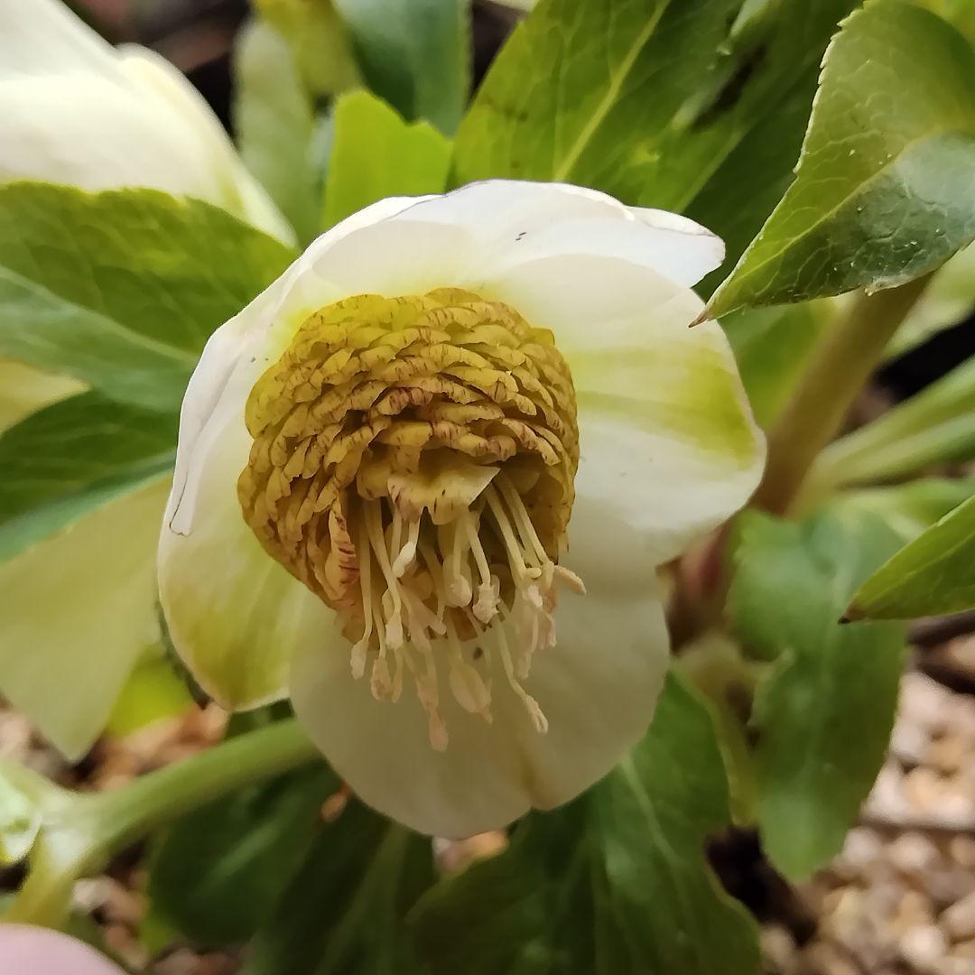 クリスマスローズ開花株　sdグリーンゴールド大和園　sd多弁アンティーク他交配済