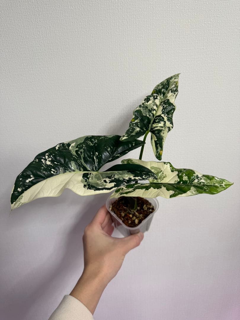 アロカシア　シンポ斑入り