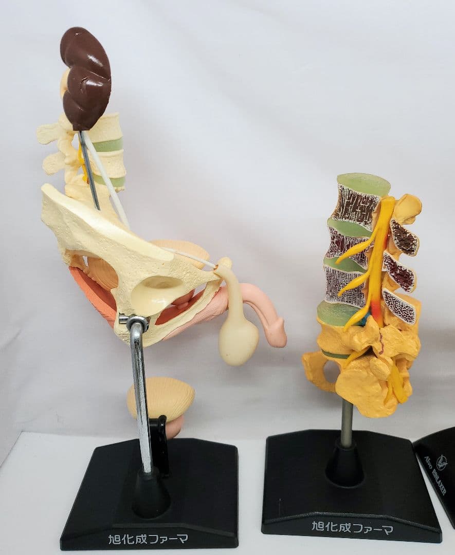 人体模型 セット 手　足　腰椎　脊髄　冠状動脈模型　骨　大正富山 旭化成ファーマ