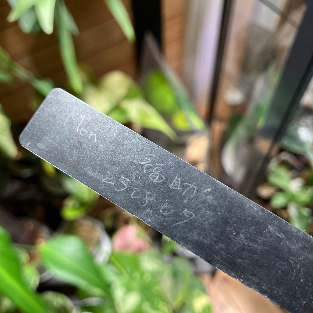 モンステラ　福助　発根済み