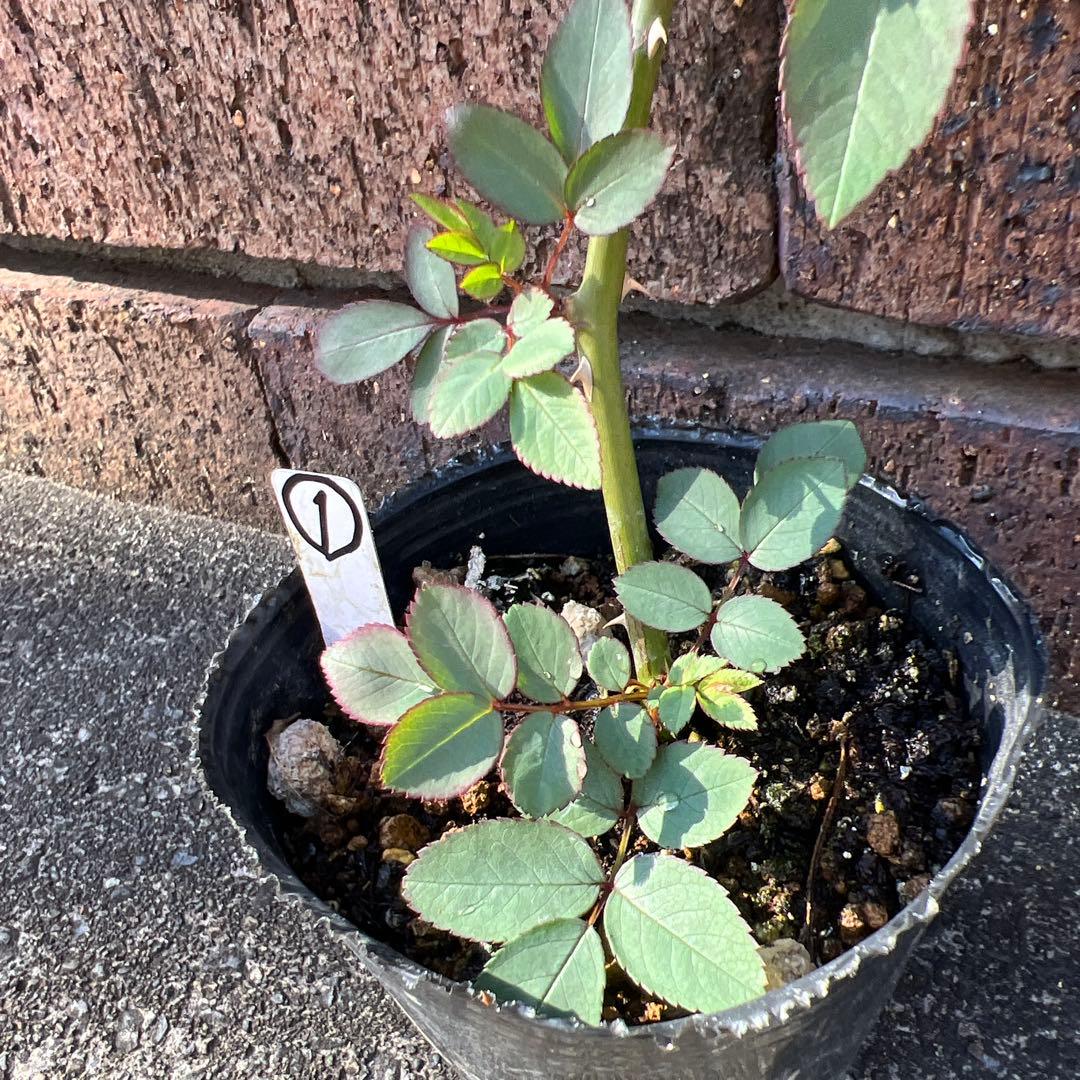 ローラダボー　フランス挿木2年生苗