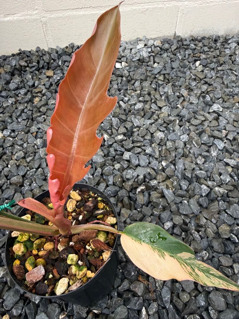 フィロデンドロン　キャラメル　マーブル