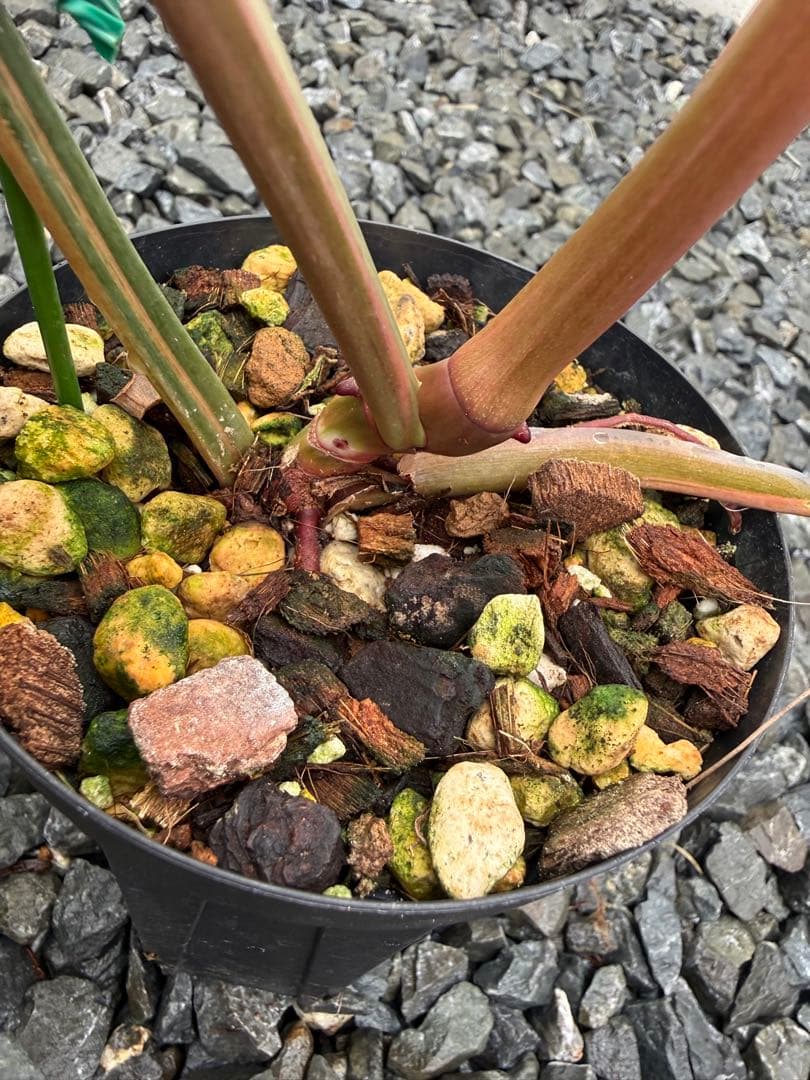 フィロデンドロン　キャラメル　マーブル