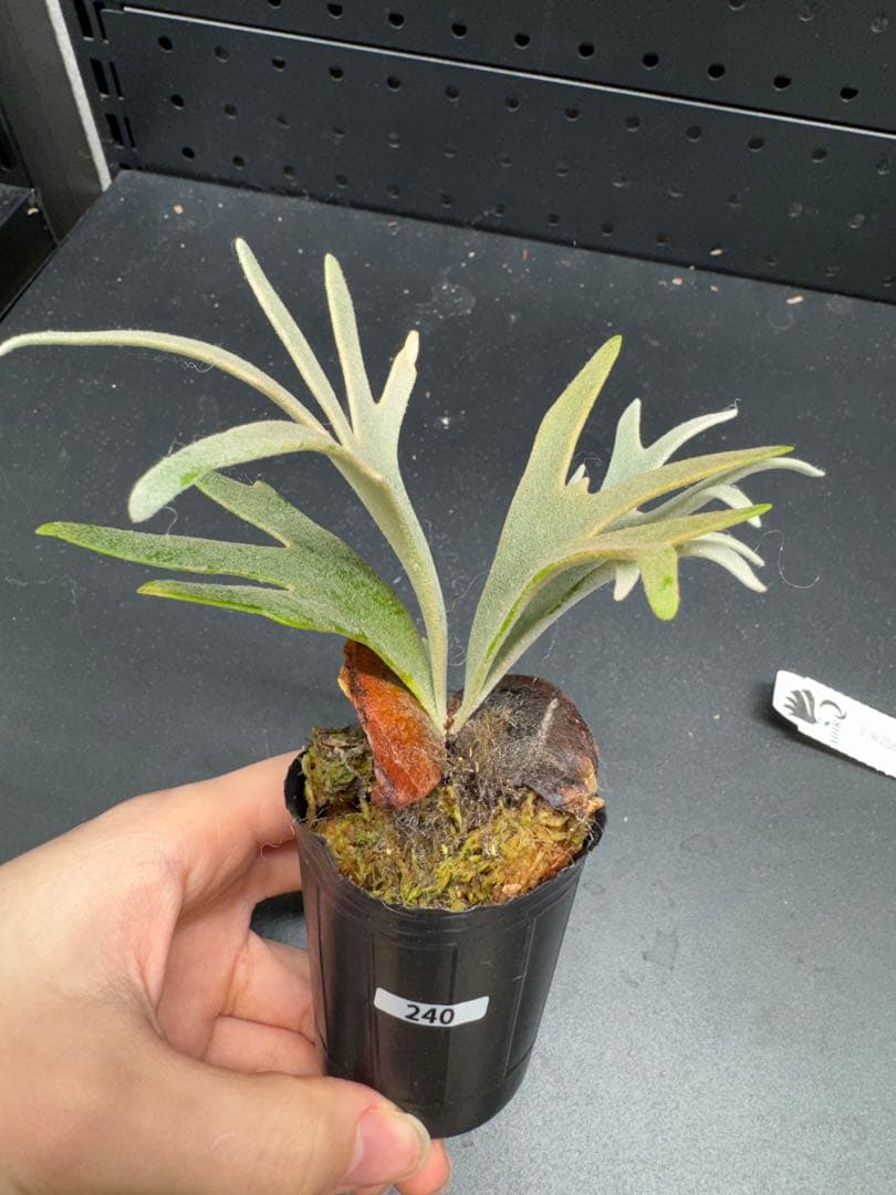 C*7様 【平凡之鹿】YMDS Totoro HHRナーセリータグ付け #240