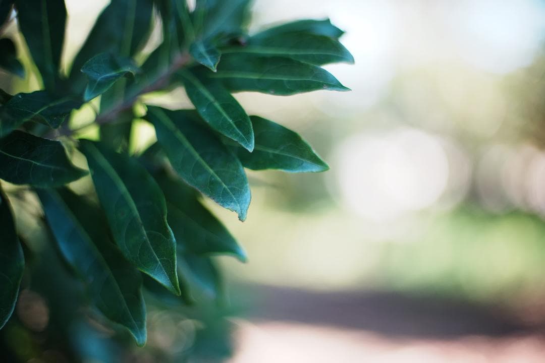 SIC【極美品】ニコン Ai-s Nikkor 50mm F1.4 866