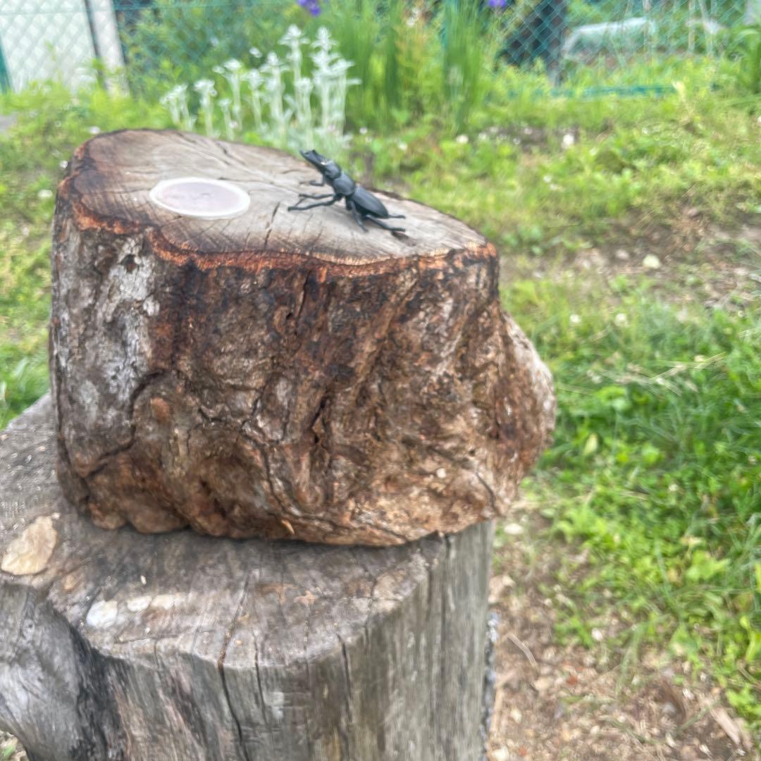 クワリウム　シェルター　登り木　エサ台