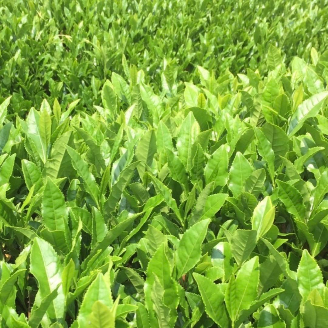 八女茶，緑茶(特上煎茶)750円12袋 なぴです。