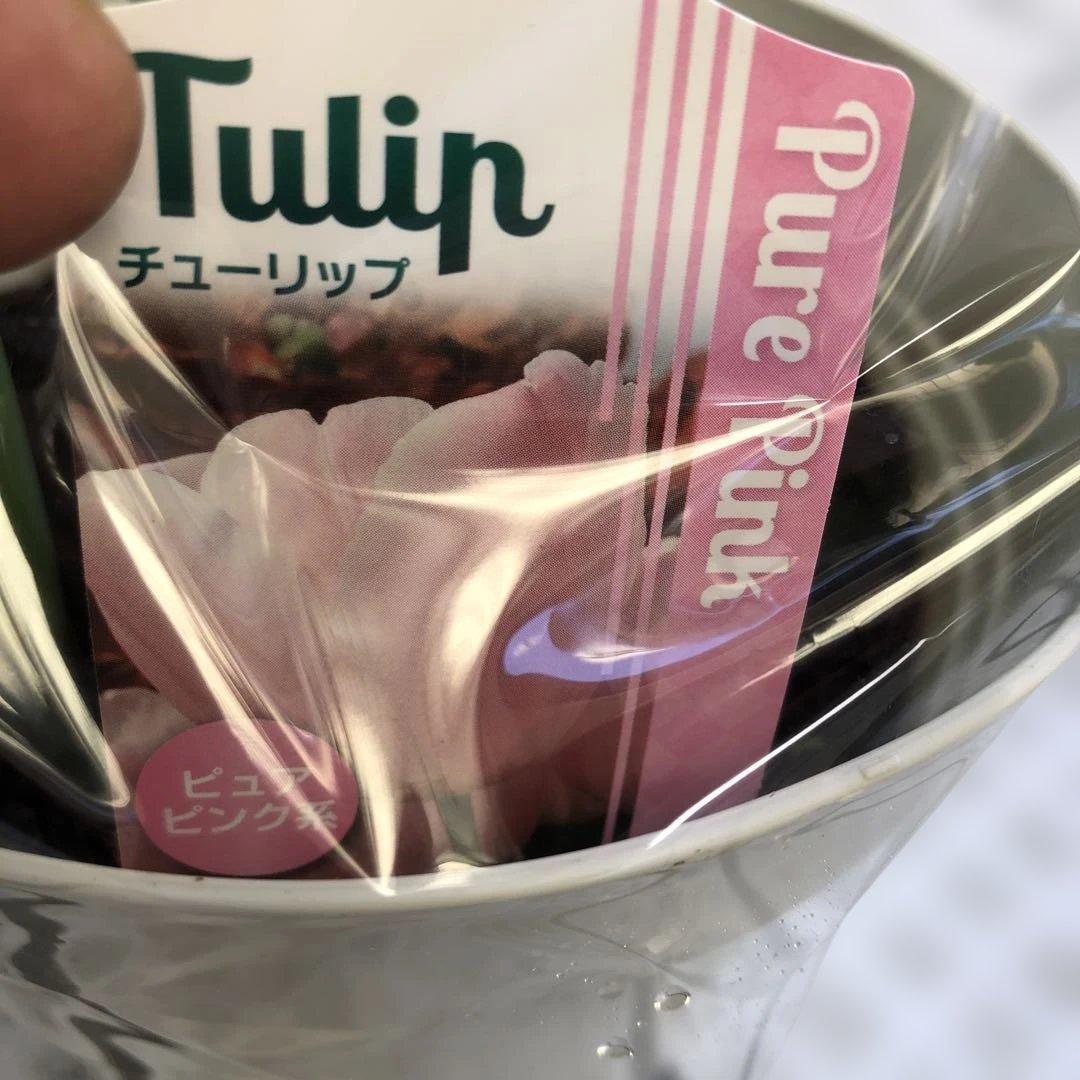 パルンチューリップ 7~8球植え 8鉢