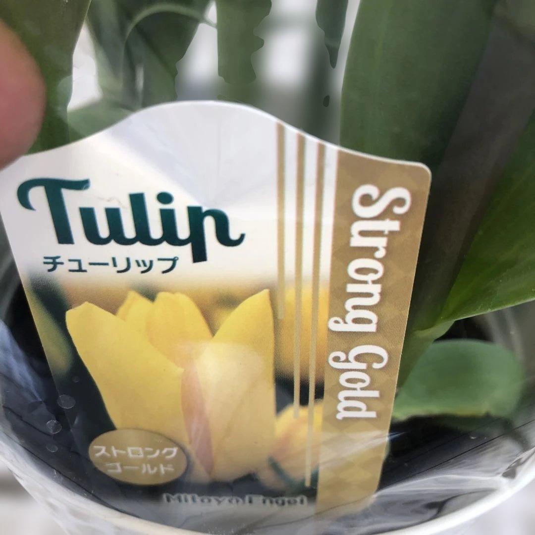 パルンチューリップ 7~8球植え 8鉢