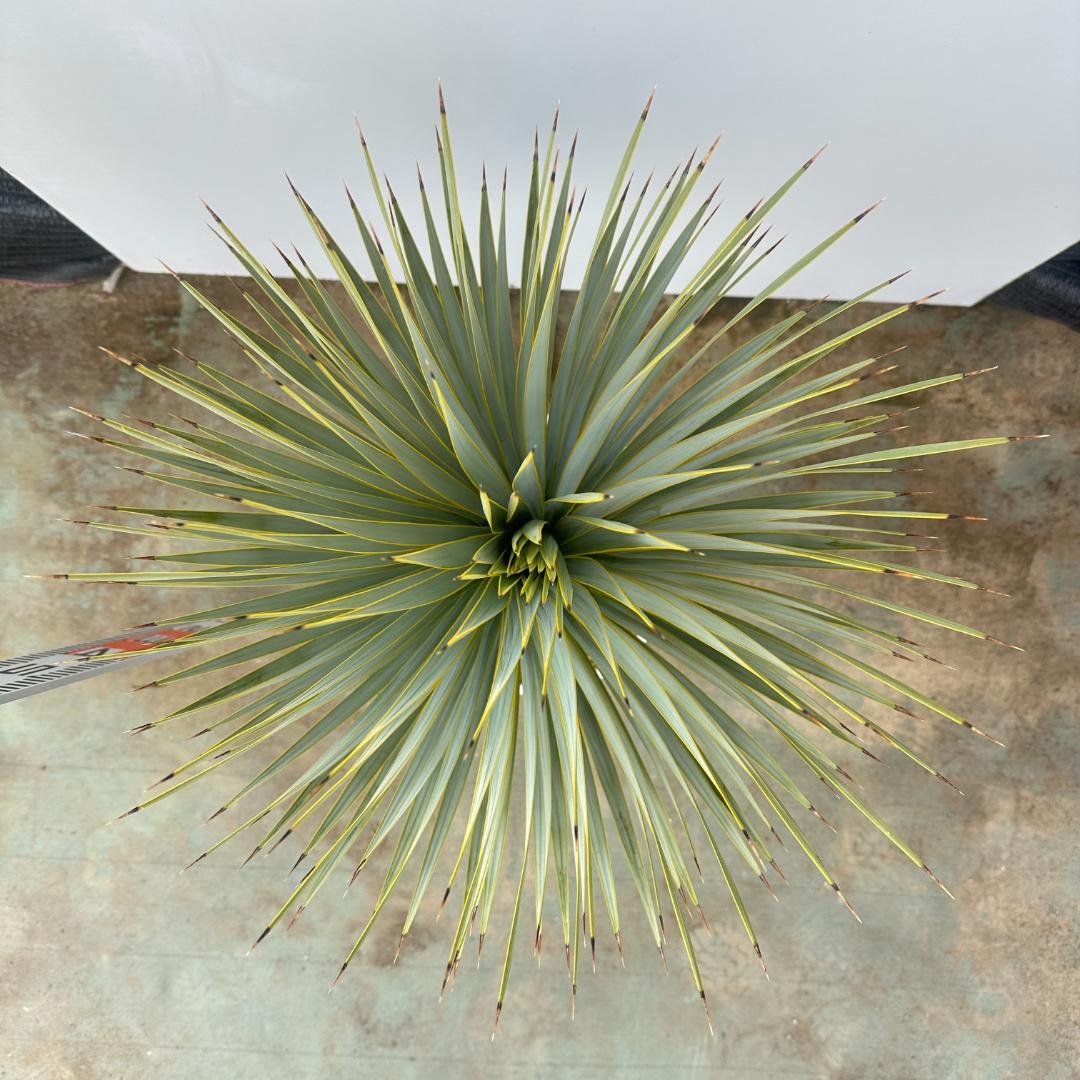 ユッカ　ロストラータ【24-653】超美形　シルバーブルー