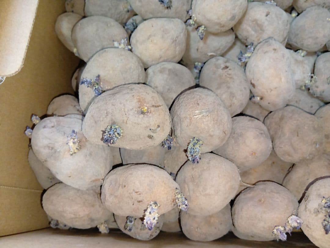 インカのめざめ 種芋 7kg①