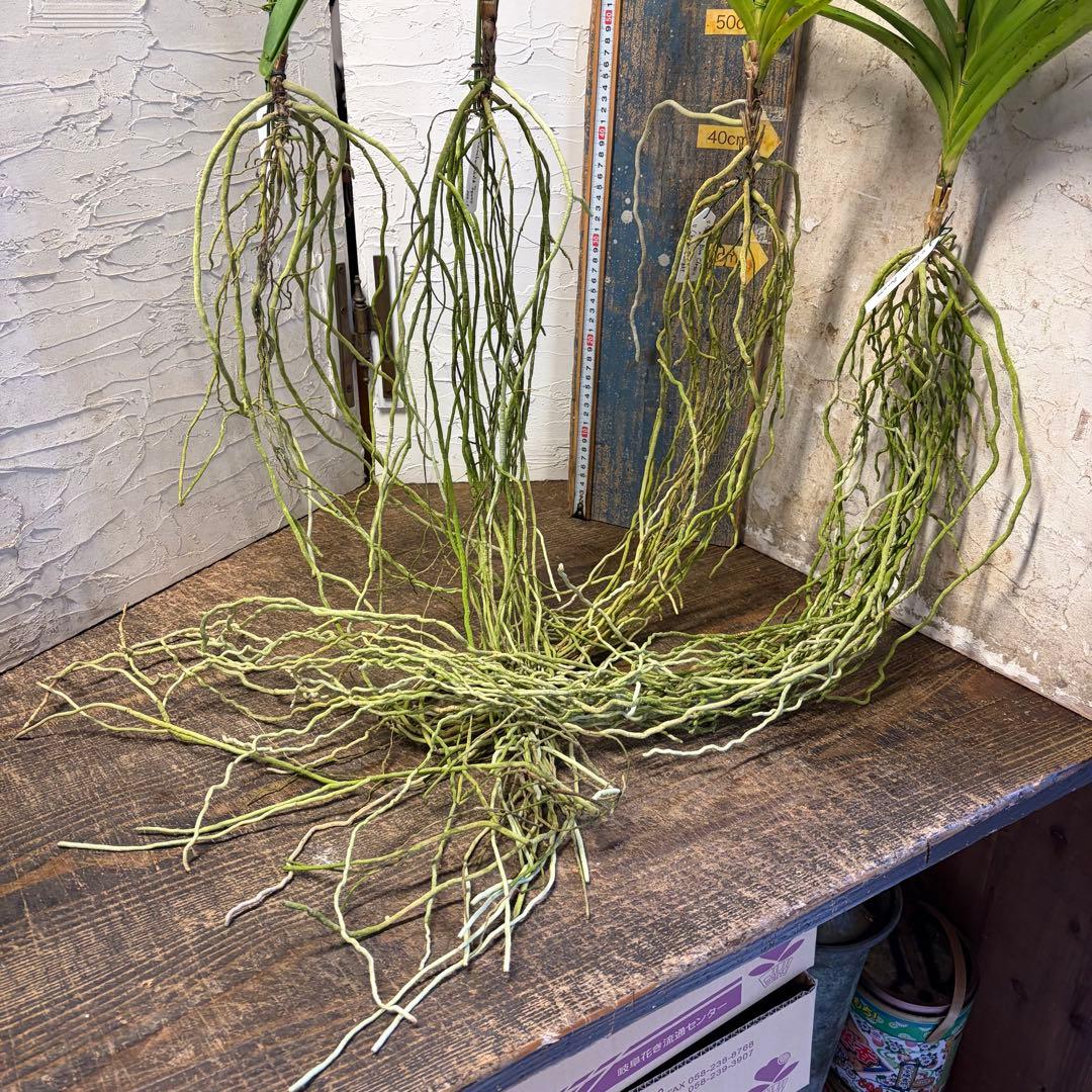 【特選】　洋蘭　バンダ　4種4株 サンチャイゴールドスポット