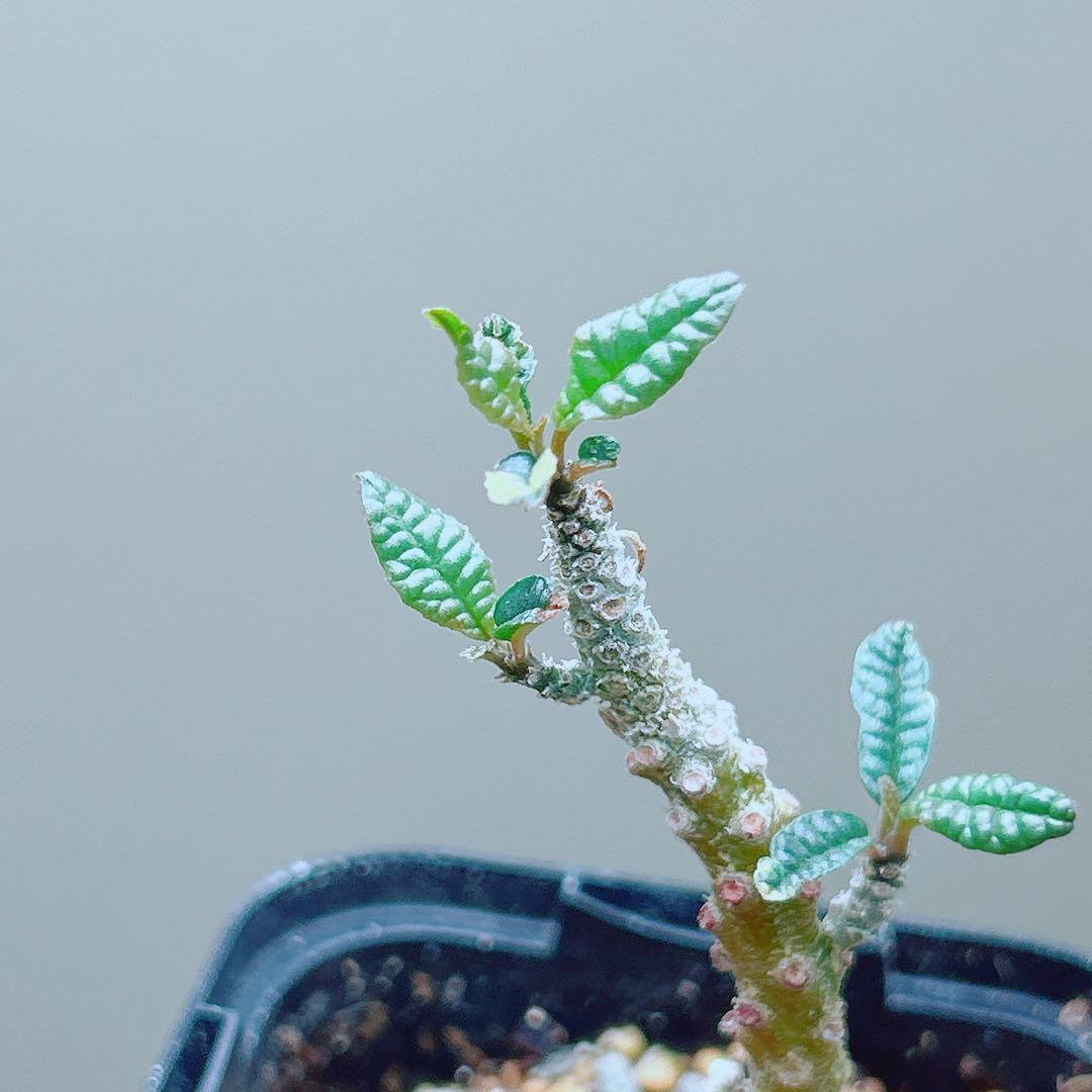 【早い者勝ち★発根済】　ドルステニア ギガス ブラータ 短葉 シルバーリーフ