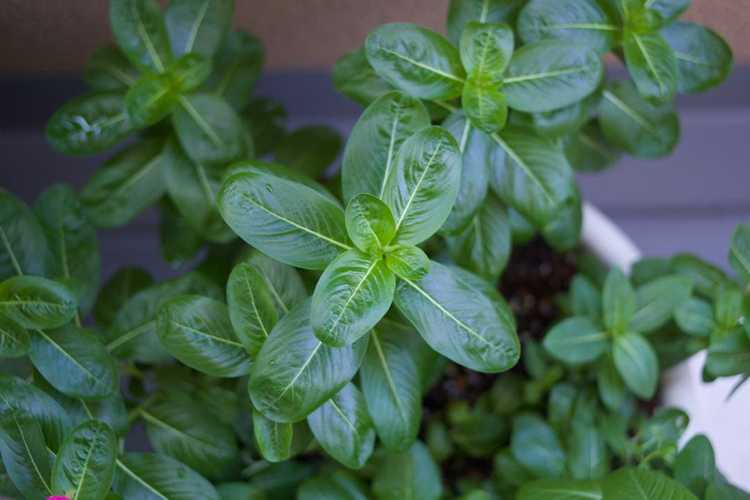 LEICA SUMMICRON R  35mm F2ズミクロン