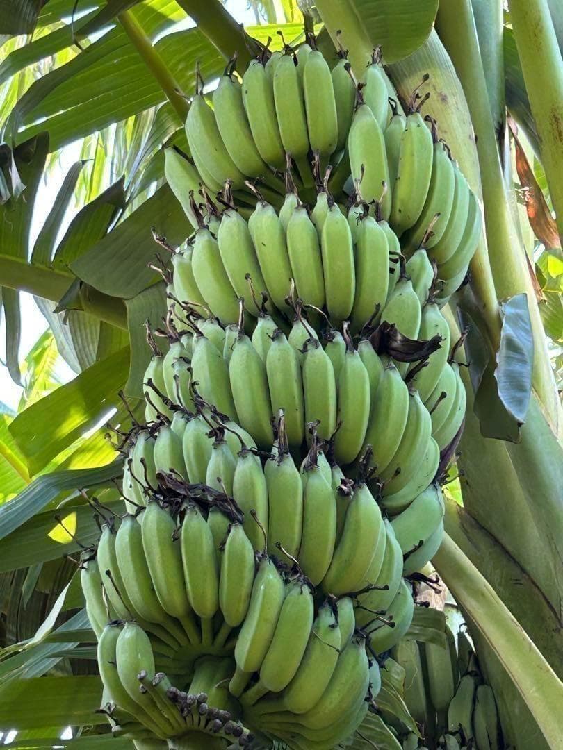 篠塚昭男様、専用出品◆５苗セット＝ヌアンジュンバナナ、100㎝同時梱包。