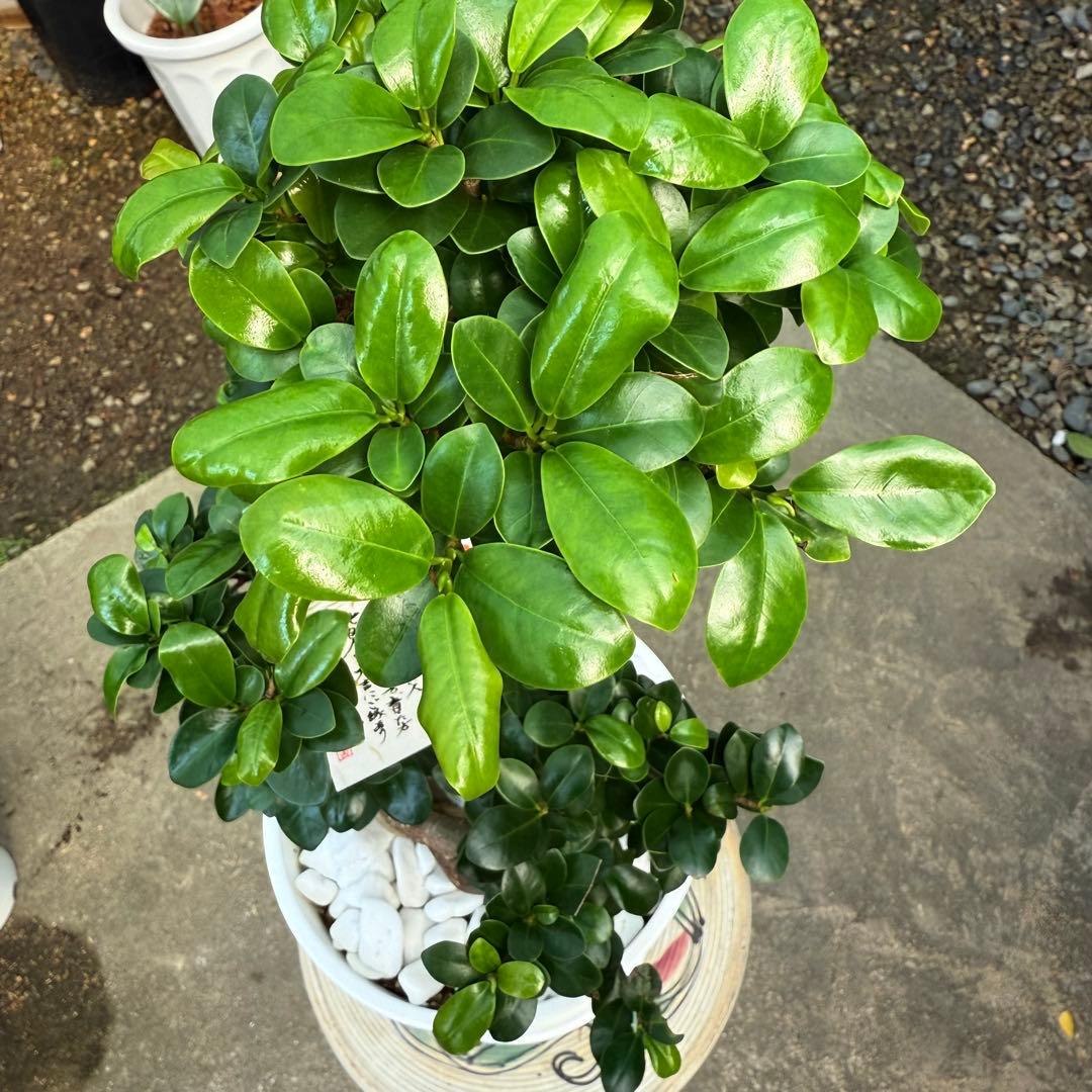 【特級品】ガジュマル 曲がり 昇り龍 盆栽仕立て 葉付き多め 8号鉢 専用皿付き