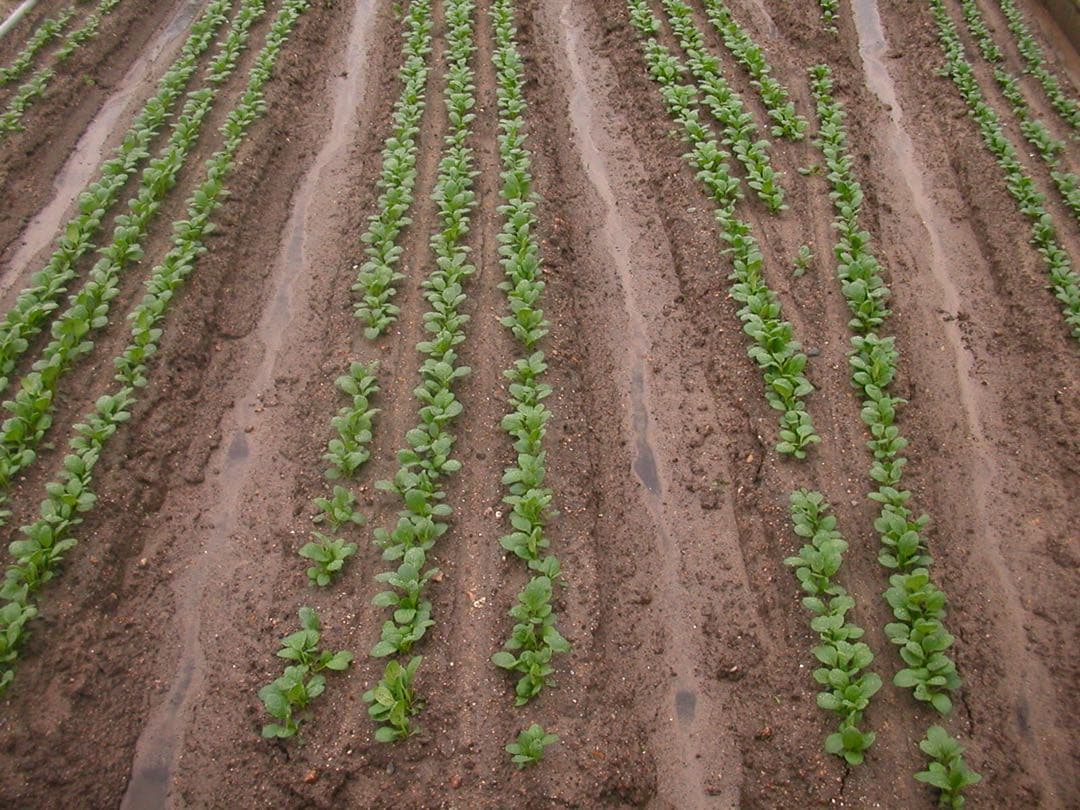 【作例あり】NIKON COOLPIX 2500 CCDセンサー コンデジ