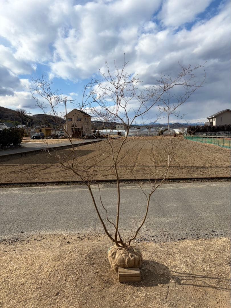 山採り ヤマツツジ 自然樹形