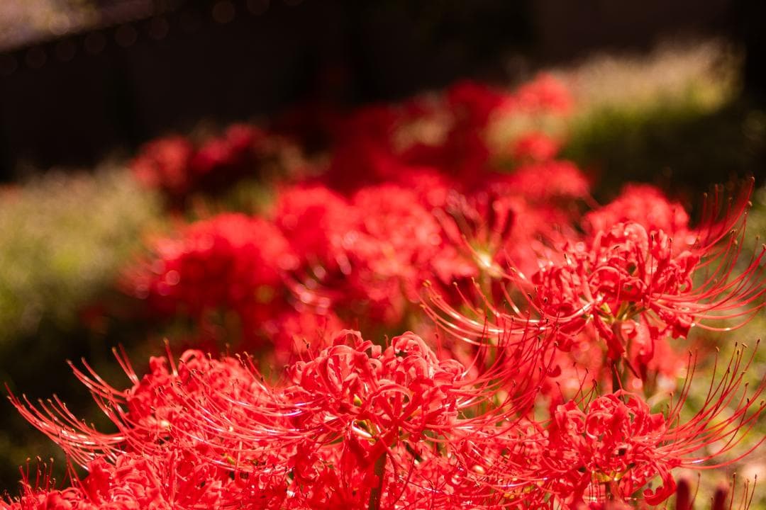 【黒死病対策】ペンタックス　PENTAX K-S1 白