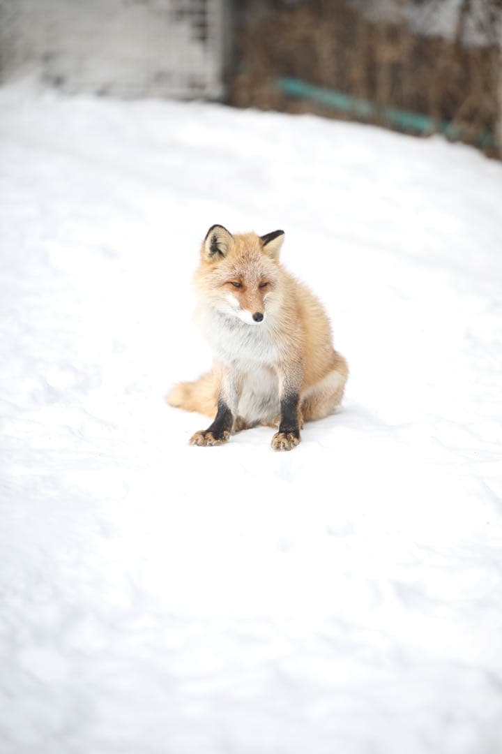 タムロン 大口径望遠ズームレンズ SP 70-200mm F/2.8 キャノン