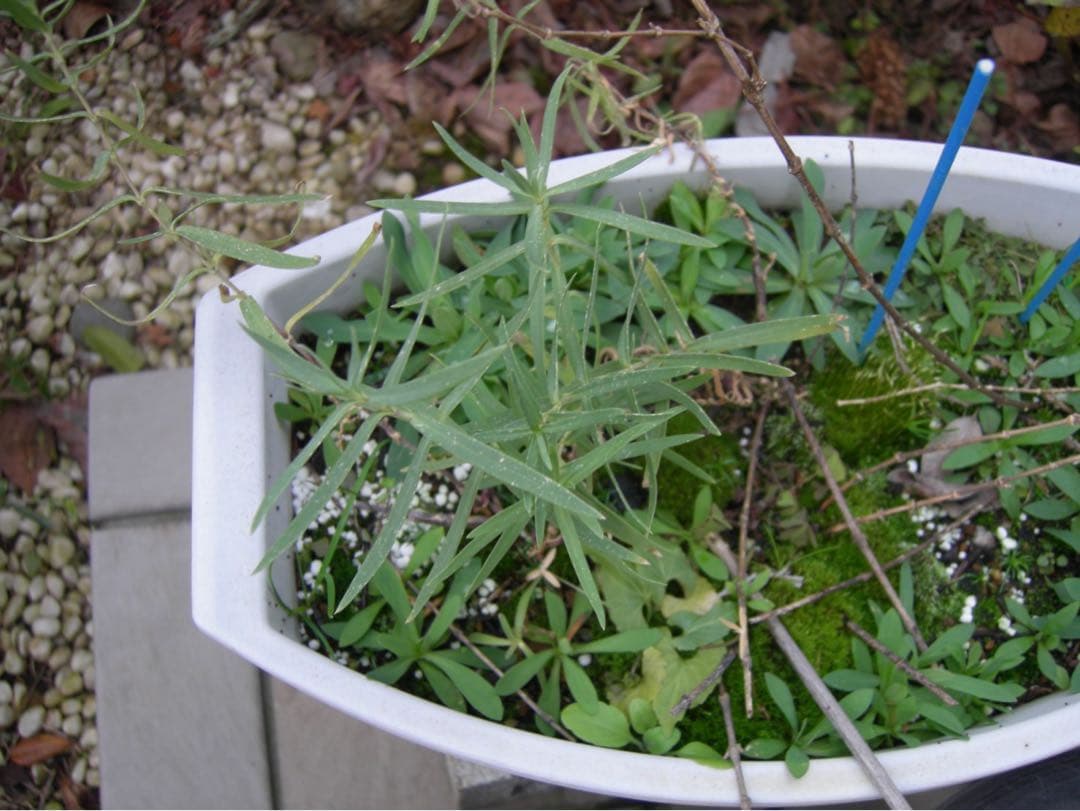 ☆動作OK Nikon coolpix P1 バッテリー&充電器&SDカード付き