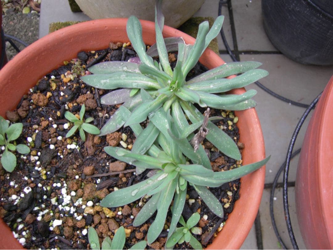 ☆動作OK Nikon coolpix P1 バッテリー&充電器&SDカード付き