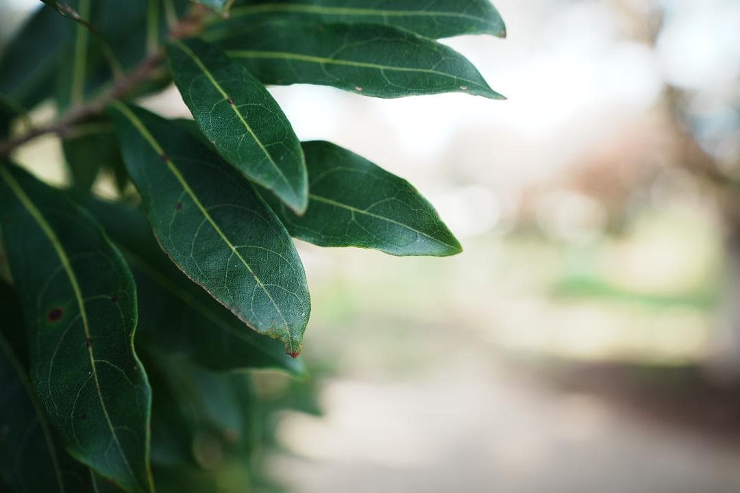 【未使用級美品】 SEL1635GM SONY 超広角F2.8 付属品完備