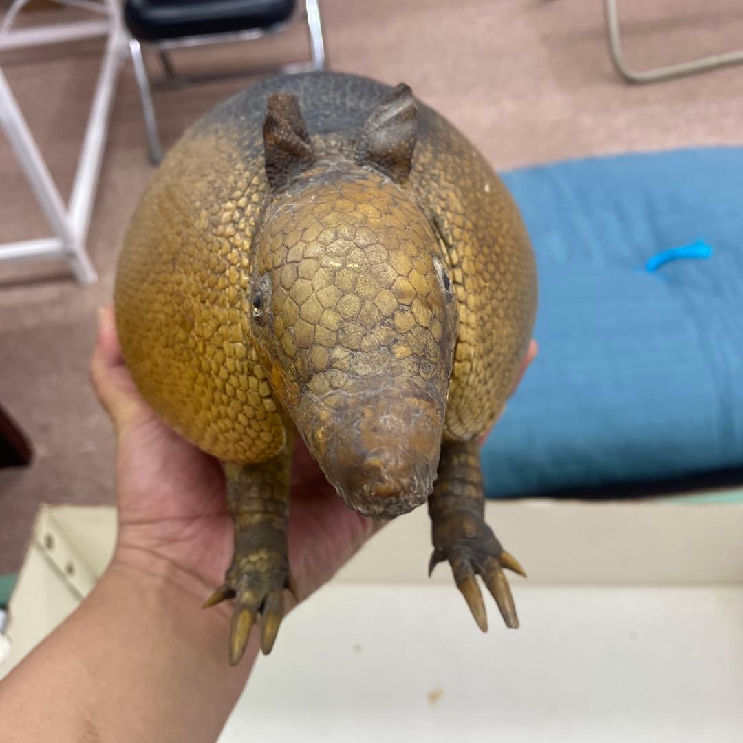 ココノオビアルマジロ　剥製　ワシントン条約対象外