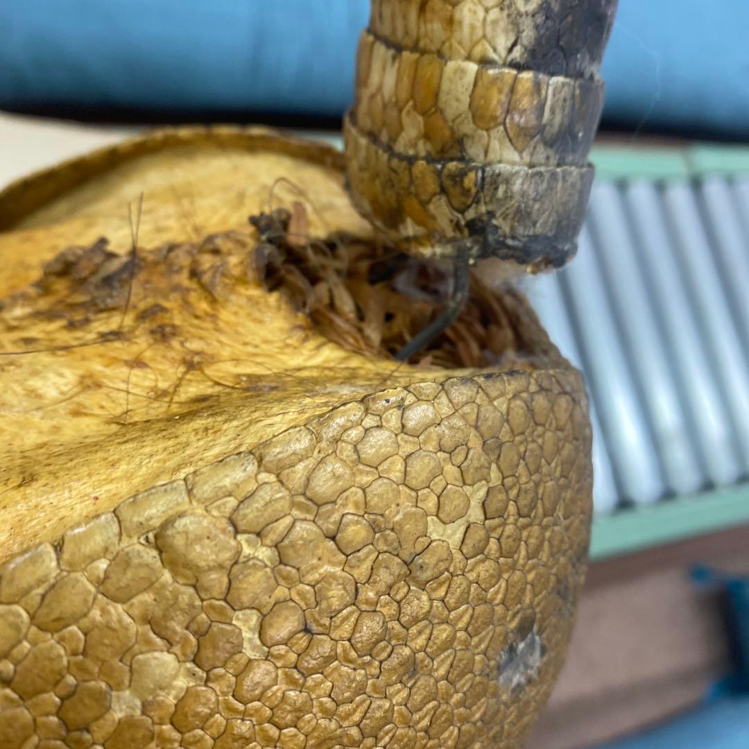 ココノオビアルマジロ　剥製　ワシントン条約対象外