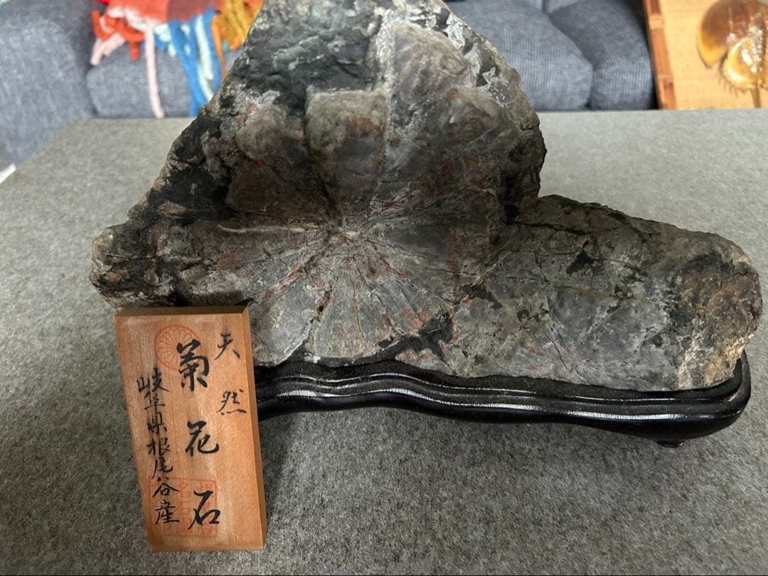 菊花石 自然石 木製台座付き　標本あり