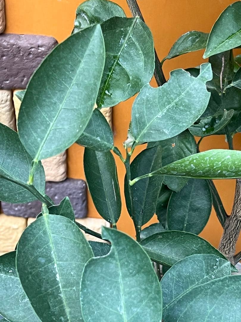 花良治みかん 2点セット