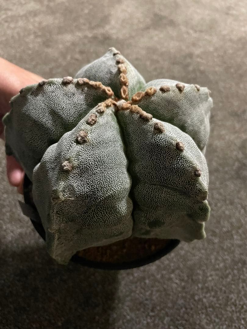 セーール　特大　山川ストロンギ　肋骨　実生