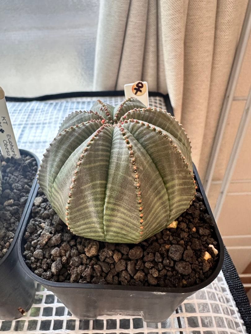 ユーフォルビアオベサ　雄雌セット4株