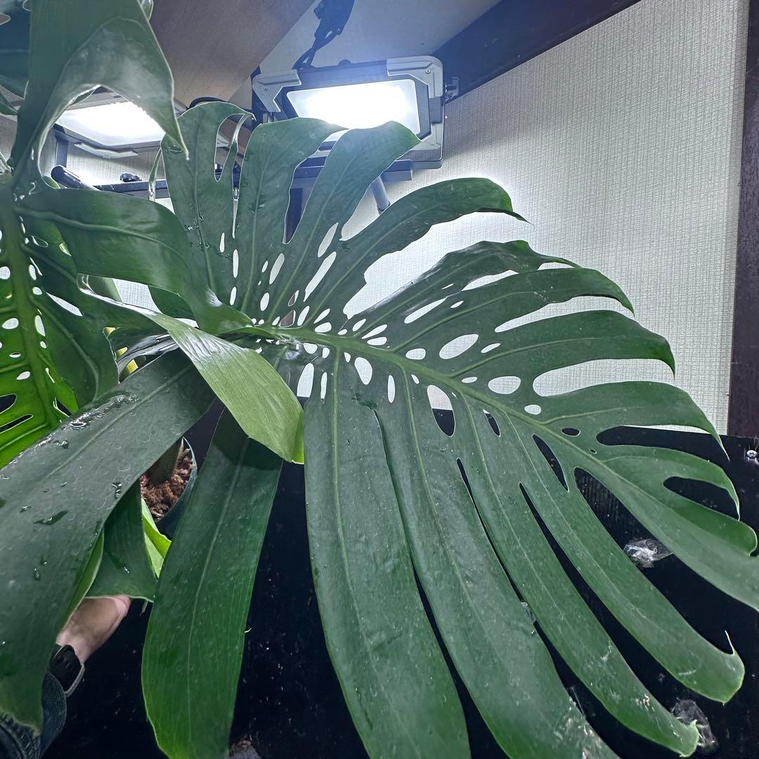 ***様 モンステラデリシオーサマクロコズム超希少系統鉢植え97㎝