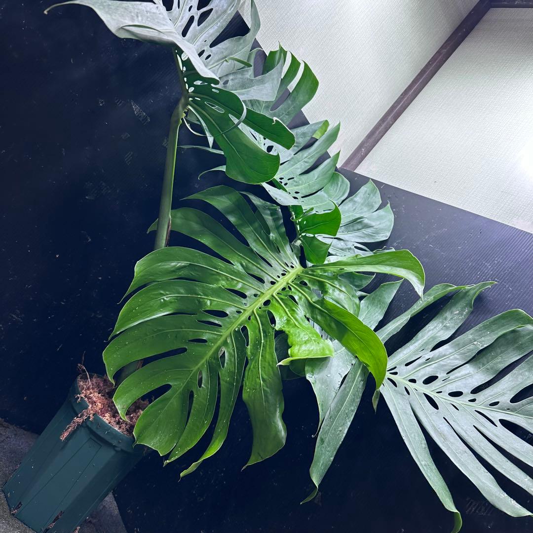 ***様 モンステラデリシオーサマクロコズム超希少系統鉢植え97㎝