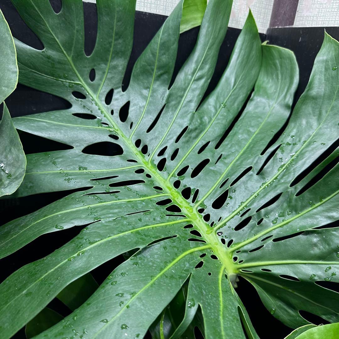 ***様 モンステラデリシオーサマクロコズム超希少系統鉢植え97㎝