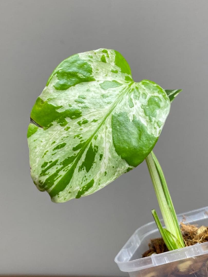 山*本様 【全葉斑入り‼️】モンステラ　デリシオーサ　バルバソー　フシギダネ/ベ