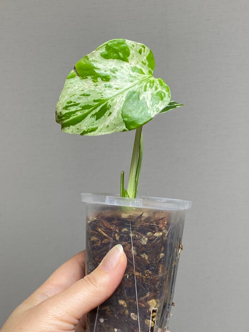 山*本様 【全葉斑入り‼️】モンステラ　デリシオーサ　バルバソー　フシギダネ/ベ