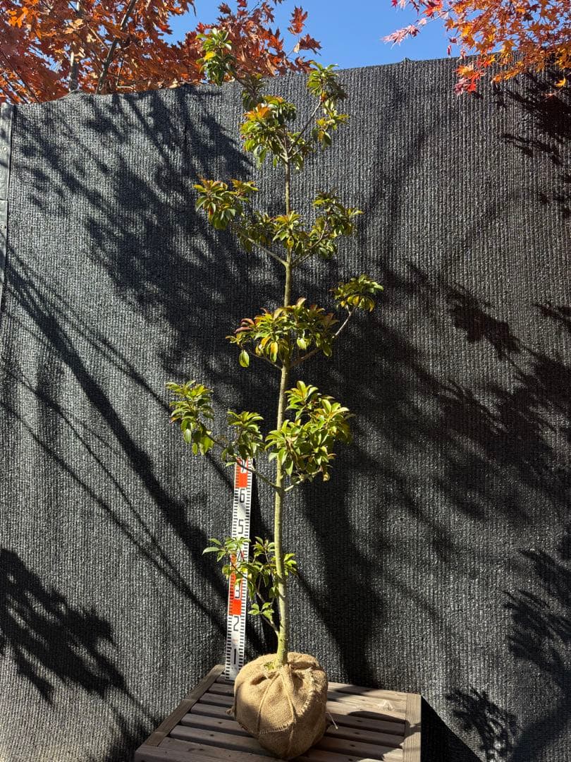 【専用】ソヨゴ　メス株　【品番3469】